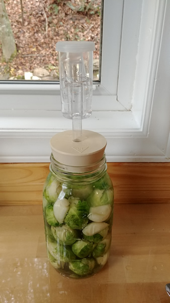 Fermented Brussel Sprouts