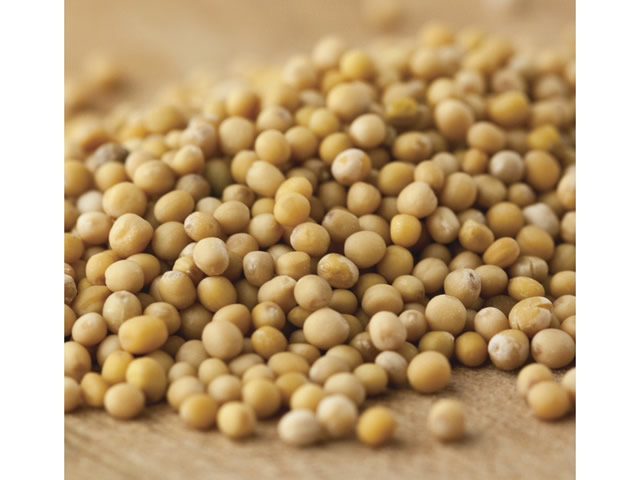 Dutch Valley Mustard Seeds