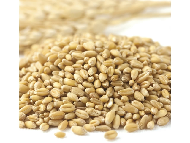 Organic Prairie Gold Kernels