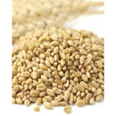 Organic Prairie Gold Kernels