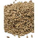 Rye Berries