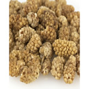 White Mulberries