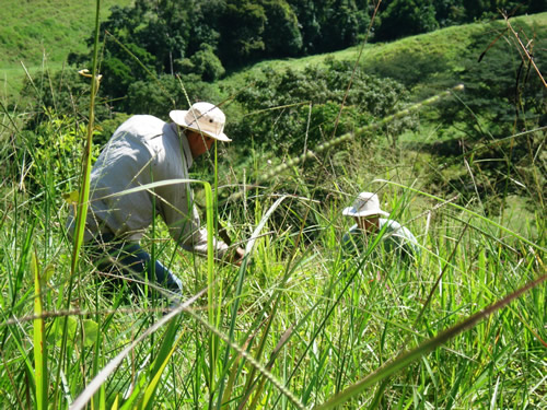 workers prepare land for reforestation