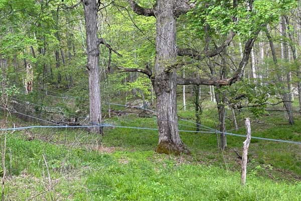 Maple Syrup Trees