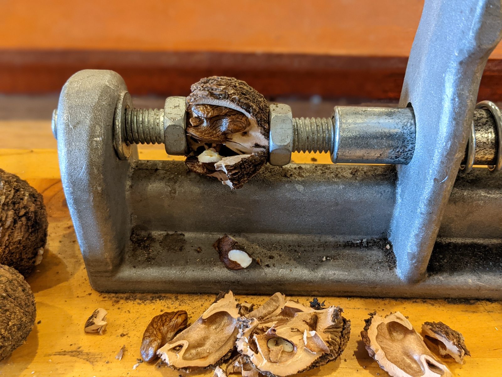 Dried black walnut cracked open in a black walnut cracker