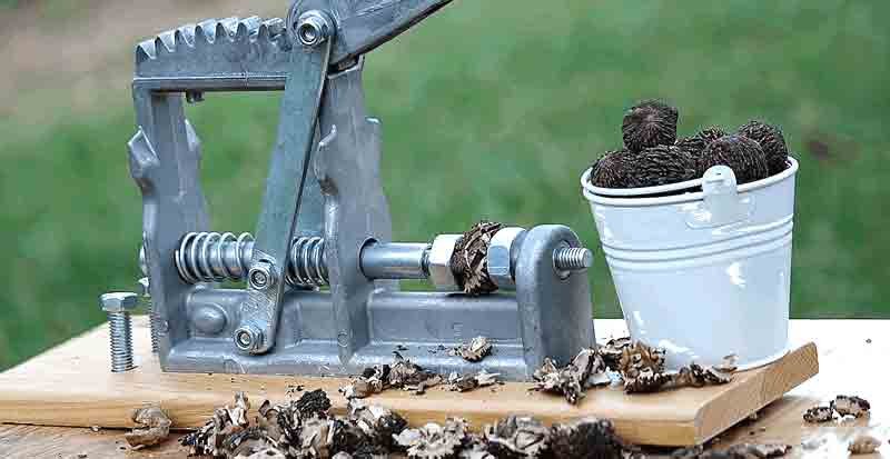 Black walnut cracker tool with a bucket of hulled black walnuts