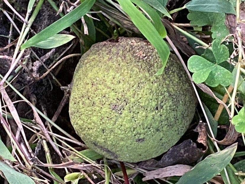 Black walnut in its green husk lying in the grass