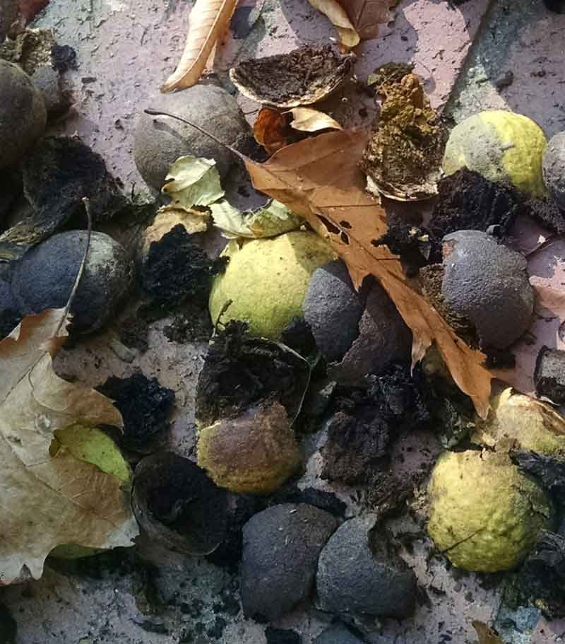 Black walnut husks turning from green to black, ready to remove