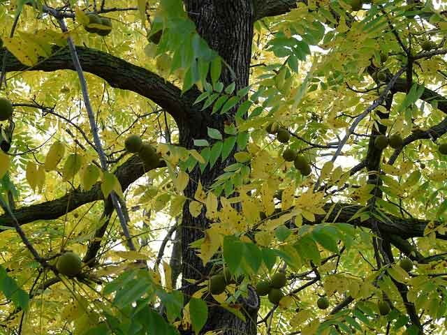 Black walnut tree full of green walnuts ready to harvest in early fall