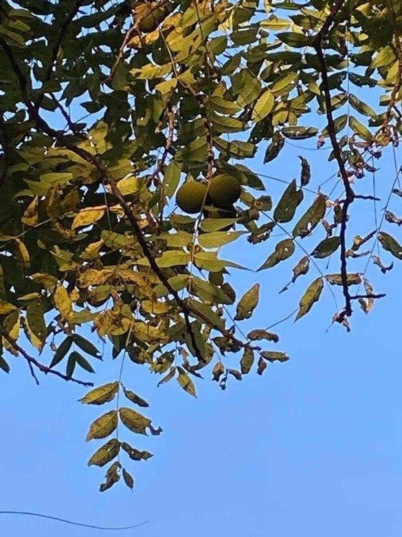 Black walnuts in green husks growing on a black walnut tree