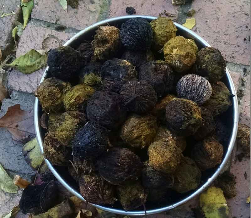 Bucket of black walnuts with husks turning from green to black