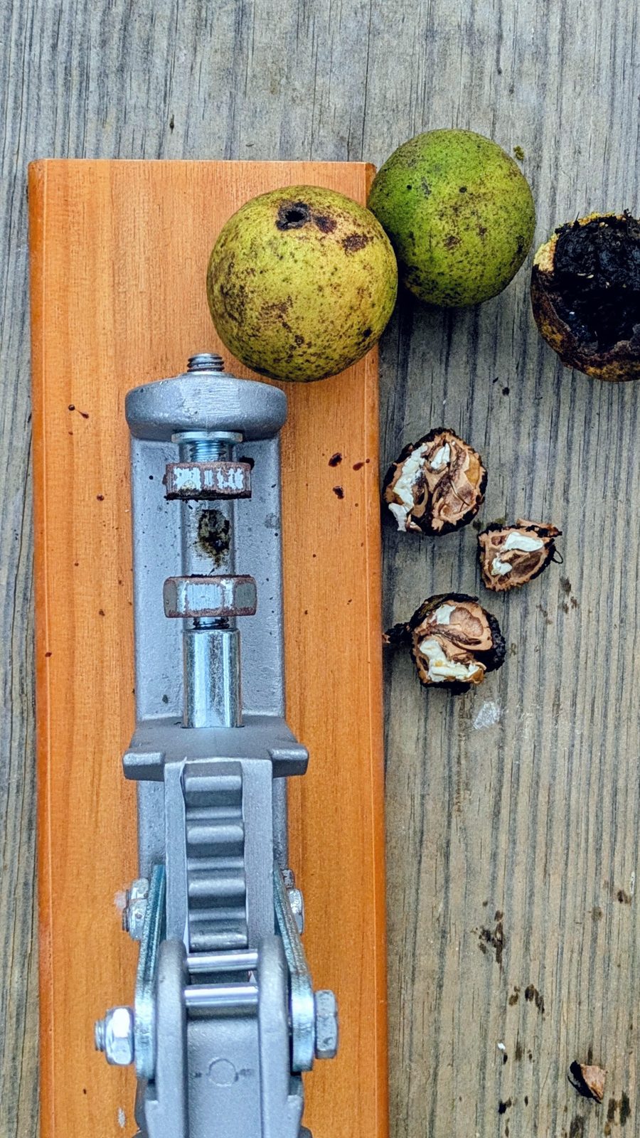 Cracked black walnuts showing the nutmeat inside
