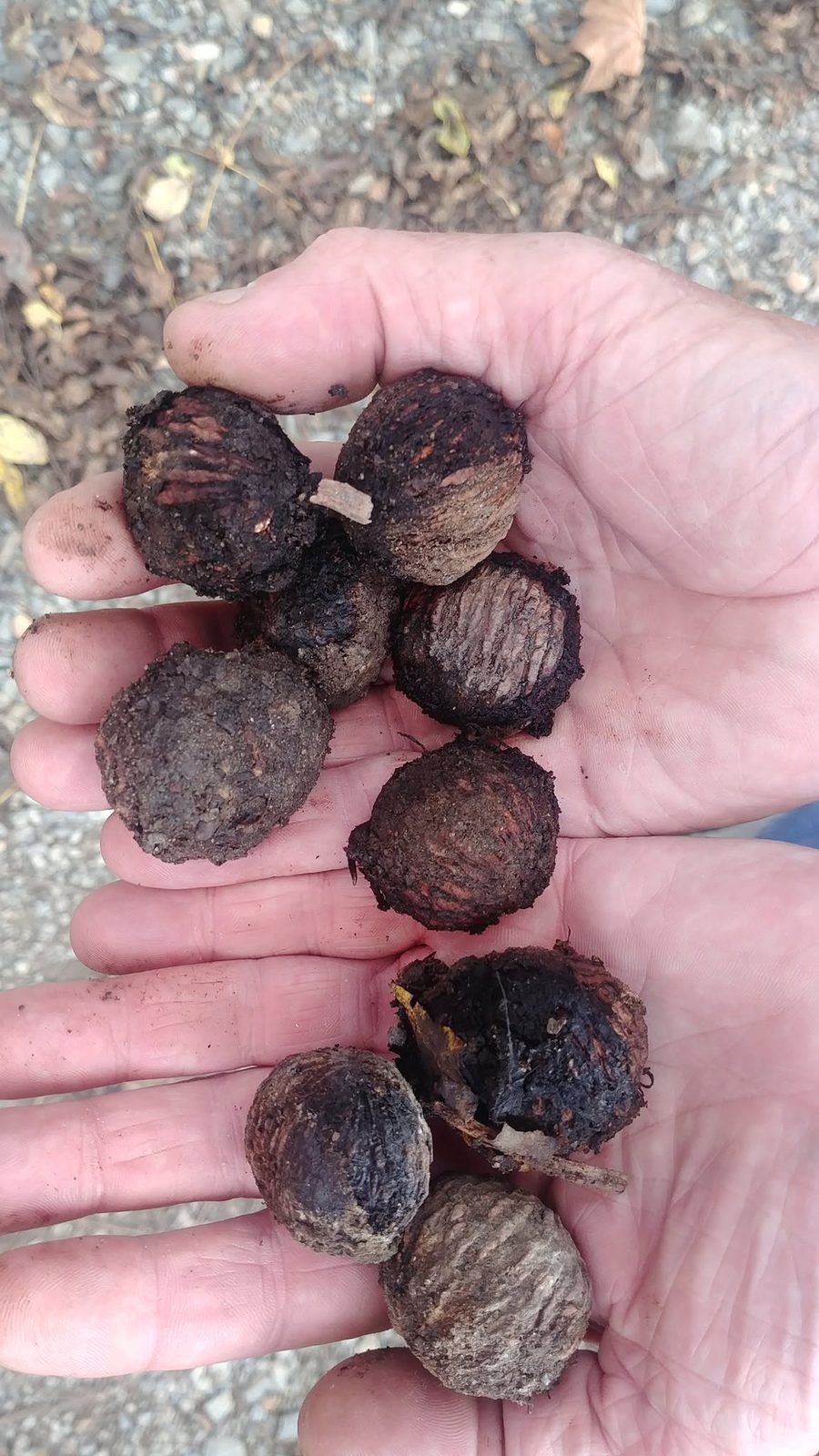 Hulled black walnuts in hand, husk scraped off and ready to dry