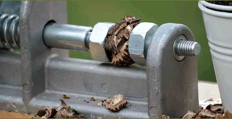 Close-up of walnut cracker tool jaws holding a cracked black walnut