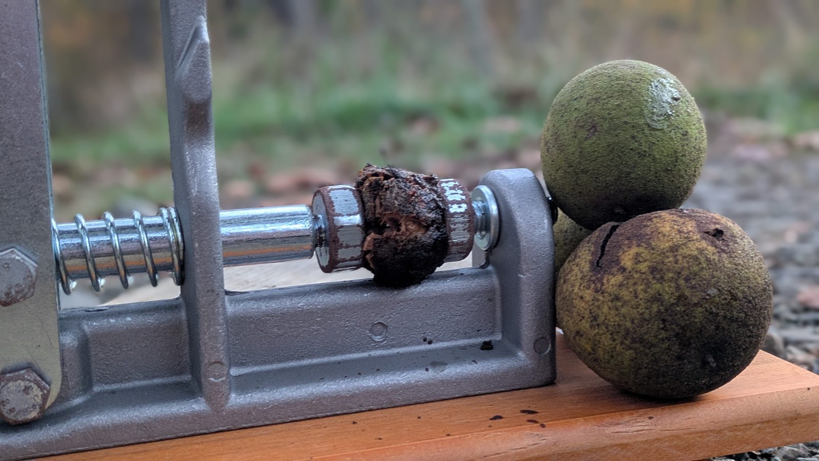 Walnut crusher cracking a black walnut between the cracking heads