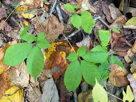 Best Time To Plant Ginseng Seeds