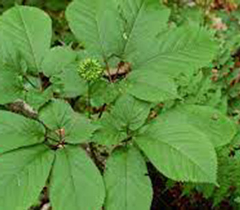 American Ginseng Plant